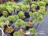 Pušis kalninė subsp. mugo (formuota) (lot. Pinus mugo ) 
